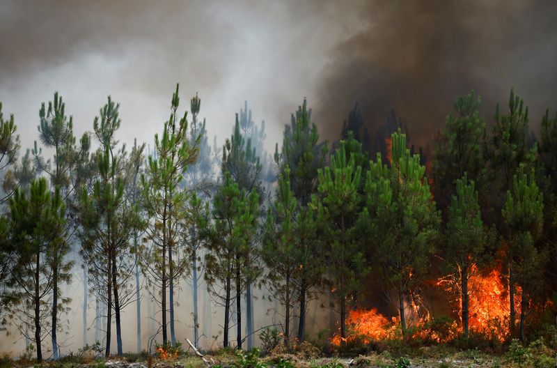 &copy; Reuters. Una vista de árboles en llamas, mientras los incendios forestales continúan extendiéndose en la región de la Gironda, en el suroeste de Francia. 11 de agosto, 2022. REUTERS/Stephane Mahe