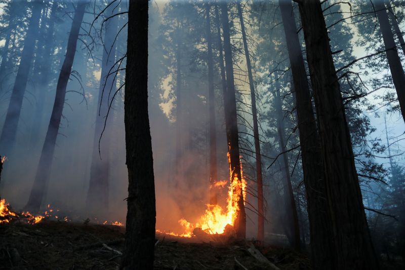 France: Record d'émissions de CO2 dues aux feux de forêt