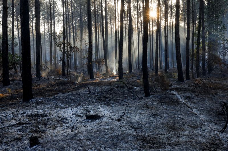 &copy; Reuters. Vegetação queimada por incêndio no sudoeste da França
12/08/2022
REUTERS/Stephane Mahe