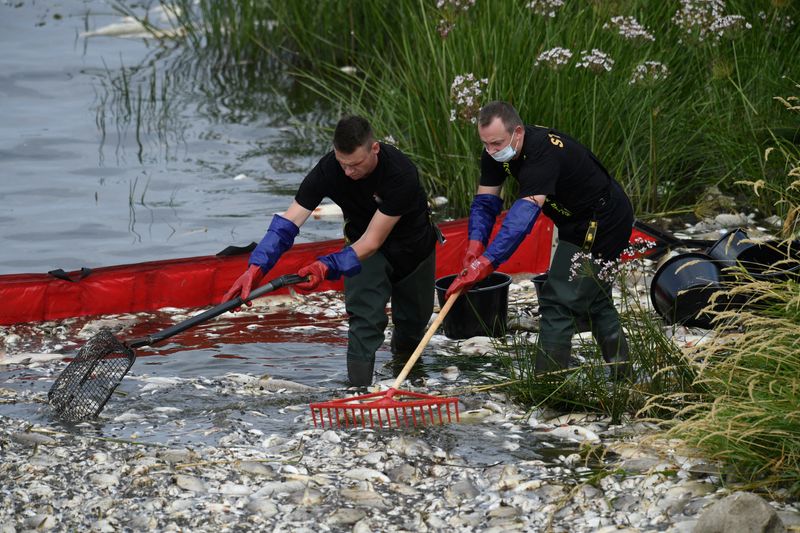 &copy; Reuters. FILE PHOTO: Dead fish are removed from the Oder river, as water contamination is believed to be the cause of a mass fish die-off, by the German border, in Krajnik Dolny, Poland, August 13, 2022. REUTERS/Annegret Hilse/File Photo