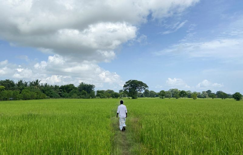 &copy; Reuters. Nallathambi Mahendran, 67, a farmer, walks through his paddy field, amid the country's worst economic crisis, in Kilinochchi, Sri Lanka July 28, 2022. REUTERS/ Devjyot Ghoshal