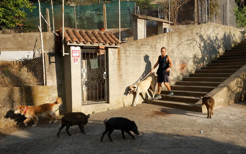 &copy; Reuters. Un grupo de jabalíes pasa mientras Jordi Amat pasea con sus perros, por el barrio de Las Planas en el Parque Natural de Collserola en Barcelona, España, 10 de agosto de 2022. REUTERS/Albert Gea