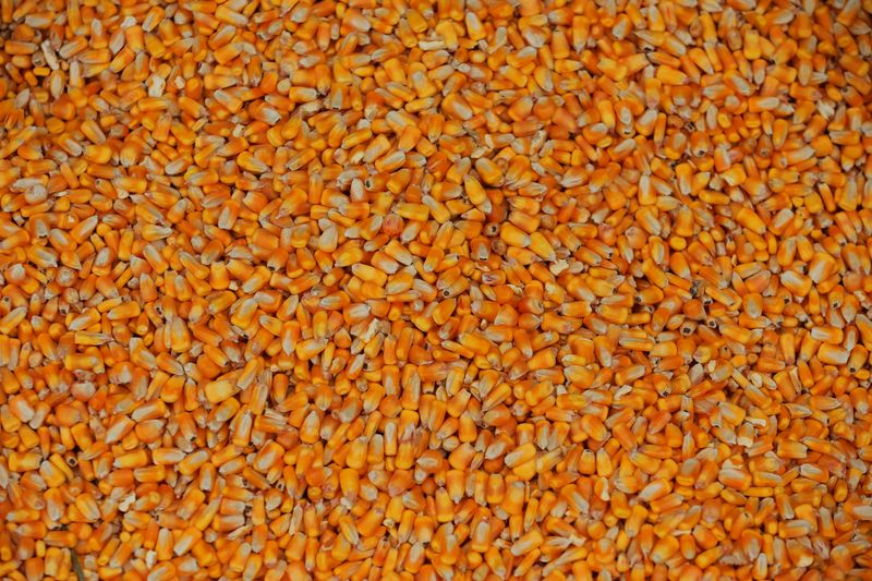 &copy; Reuters. Imagen de archivo de granos de maíz dentro de un carro durante una cosecha en una granja cerca de Dixon, Nebraska