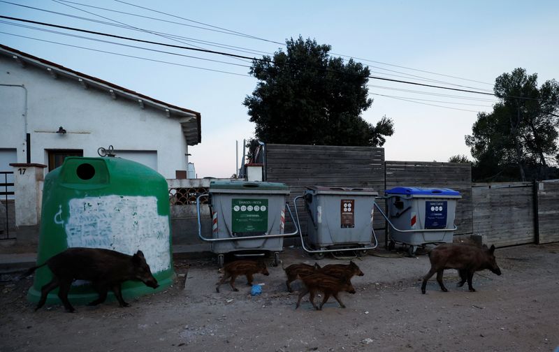 &copy; Reuters. مجموعة من الخنازير البرية تسير بجانب صناديق القمامة بشرق مدينة برشلونة الإسبانية في الثالث من أغسطس آب 2022. تصوير : ألبرت خيا- رويترز . 