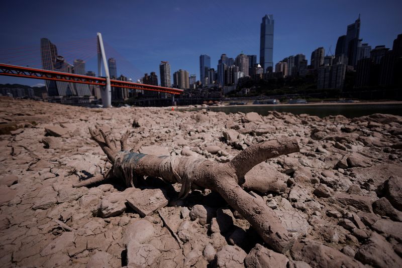 &copy; Reuters. A tree trunk lies on the dried-up riverbed of the Jialing river, a tributary of the Yangtze, that is approaching record-low water levels in Chongqing, China, August 18, 2022.   REUTERS/Thomas Peter