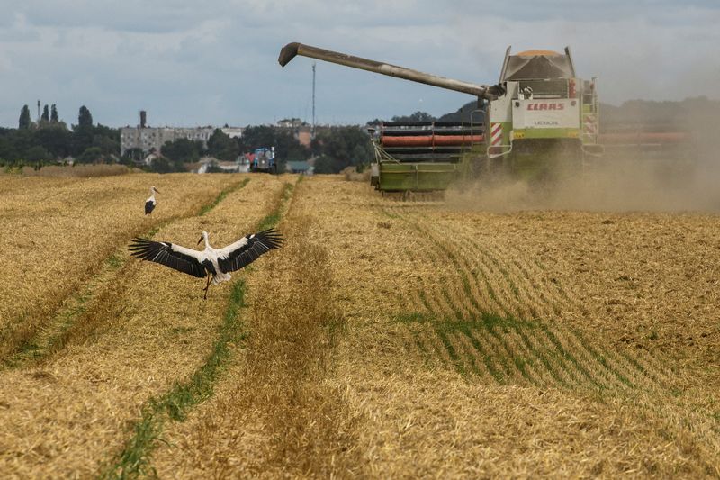 &copy; Reuters. طيور اللقلق بجوار مجموعة من حصادات القمح في حقل بالقرب من كييف بأوكرانيا في 9 أغسطس آب 2022. تصوير: فياتشيسلاف موسيينكو - رويترز