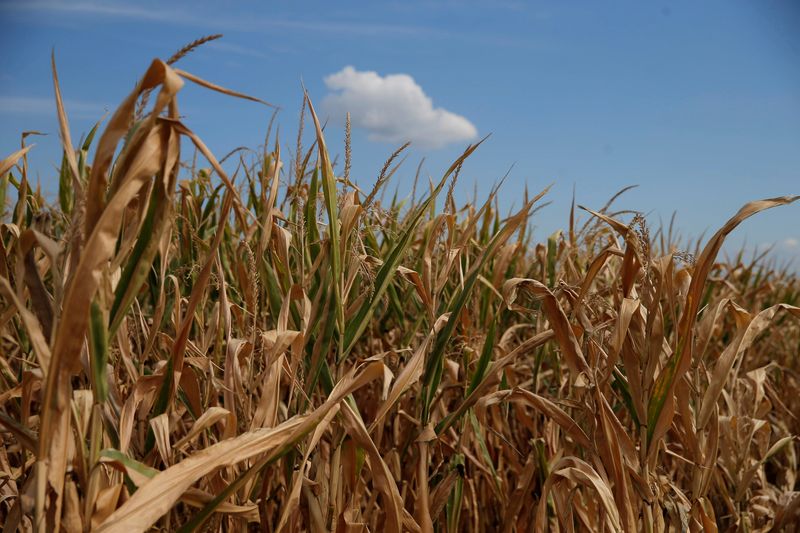 &copy; Reuters. Un campo de maíz en Prettisheim, cerca de Estrasburgo