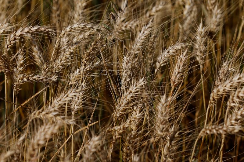 &copy; Reuters. Plantação de trigo. REUTERS/Rodolfo Buhrer