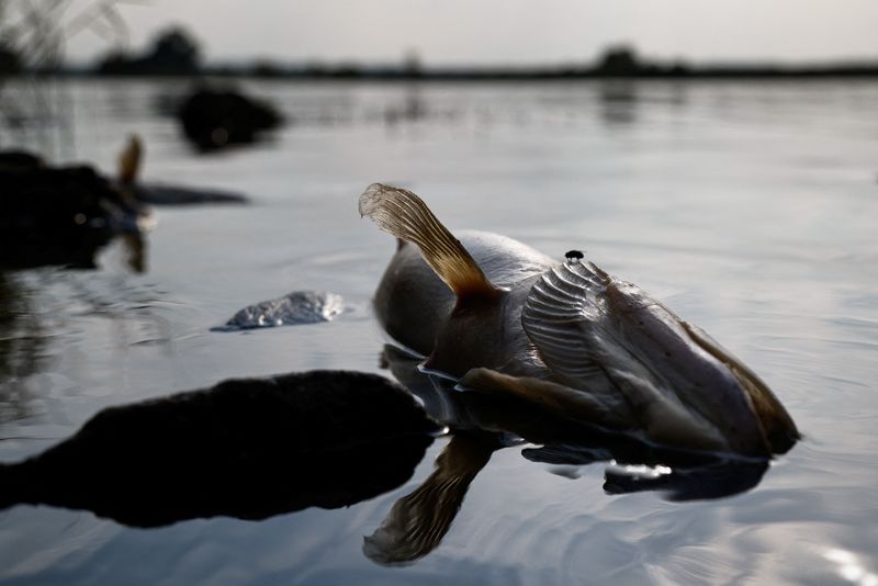 Fear for future after mass die-off of fish in Poland's Oder river
