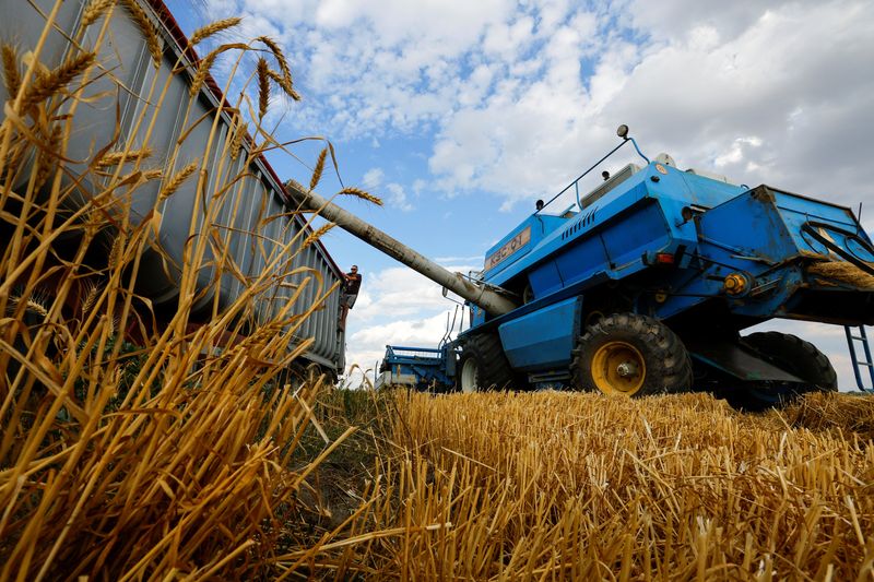 &copy; Reuters. ウクライナ穀物協会（ＵＧＡ）は２２日、今年の同国の穀物と油糧種子の予想収穫量を６９４０万トンから６４５０万トンに引き下げた。写真は７月２６日、ケルソン周辺で撮影（２０２２