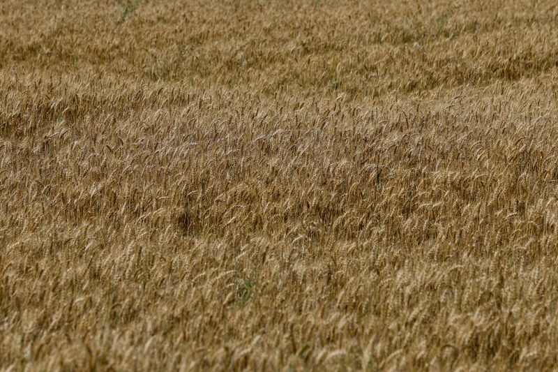 &copy; Reuters. Plantação de trigo. REUTERS/Rodolfo Buhrer