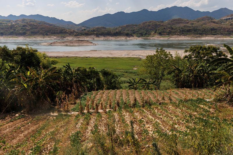 &copy; Reuters. Cultivos secos na margem do rio Yangtze, em Chongqing, China
20/08/2022
REUTERS/Thomas Peter
