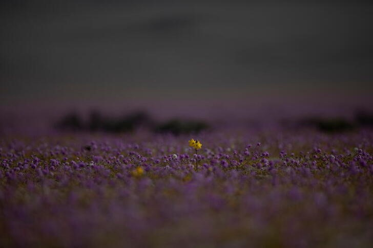 &copy; Reuters. IMAGEN DE ARCHIVO. Una flor amarilla de 'Añañuca' entre las plantas de patas de 'Guanaco', endémicas del desierto de Atacama, se ven durante el 'Desierto Florido', un fenómeno natural que llena de flores y plantas el desierto más seco del mundo y tie