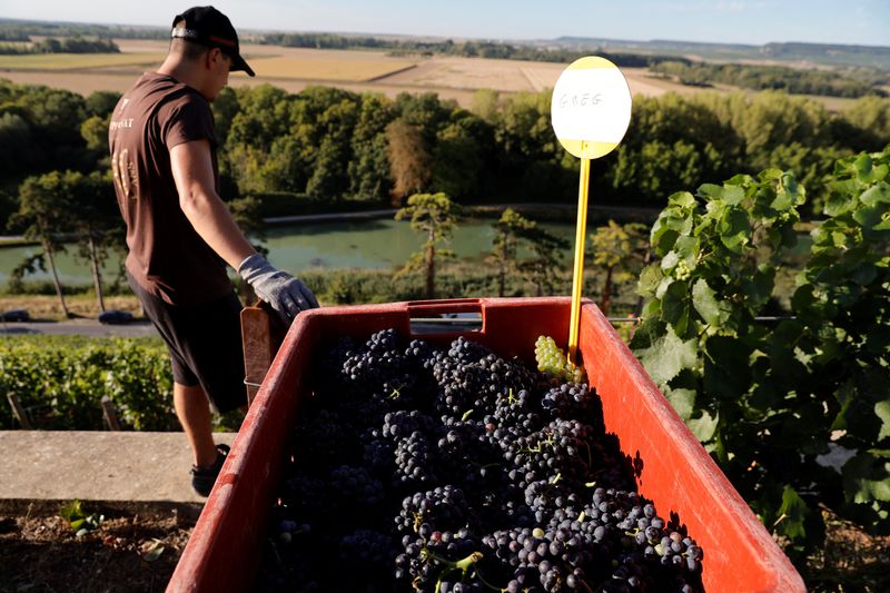 &copy; Reuters. C'est sous un soleil de plomb que les vignerons champenois ont entamé cette semaine les vendanges, les conditions météorologiques les ayant incités à avancer de deux semaines la date des premiers coups de sécateurs. /Photo prise le 24 août 2022/REU