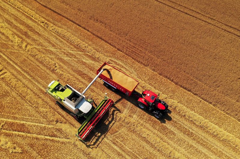 La UE recorta nuevamente panorama de cosecha de maíz y eleva estimación de producción de trigo