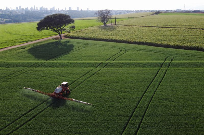 &copy; Reuters. FOTO DE ARCHIVO: Un tractor rocía pesticidas en cultivos de trigo que se cosecharán este año, en Arapongas, Brasil