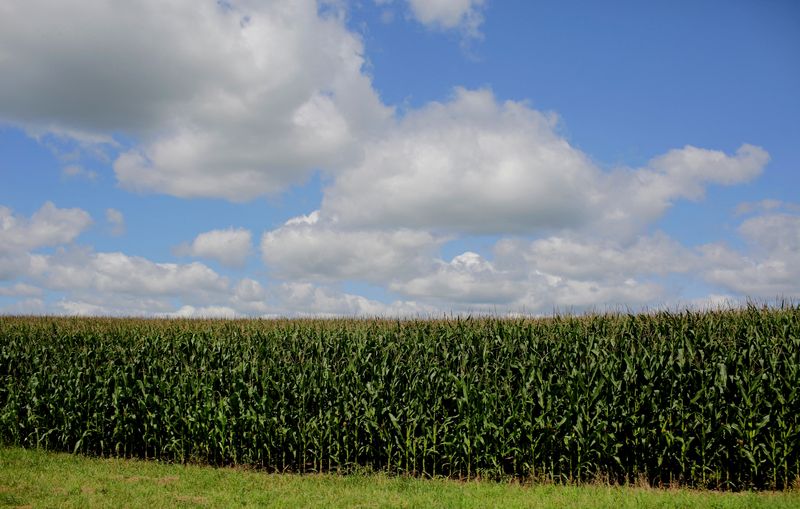 &copy; Reuters. Plantação de milho nos Estados Unidos. REUTERS/Joshua Lott/File Photo/File Photo
