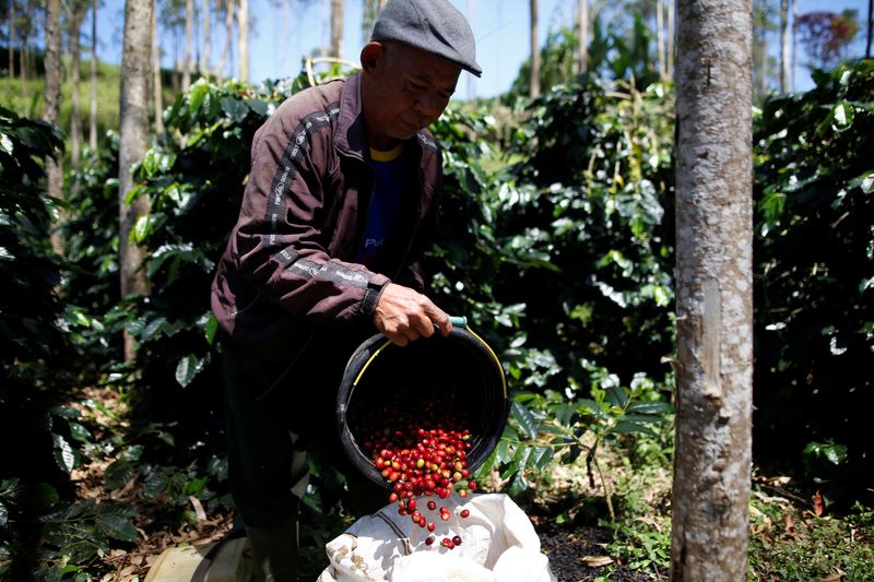 © Reuters. Trabalhador colhe café arábica em plantação perto de Pangalengan, Indonésia 
09/05/2018
REUTERS/Darren Whiteside