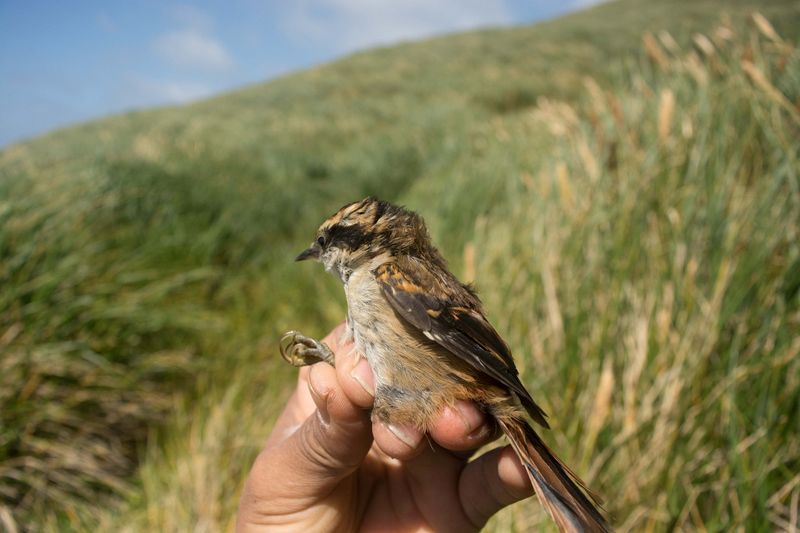 © Reuters. Nueva especie de ave identificada, el pequeño Rayadito subantártico, en el extremo sur del continente americano en una isla en el Cabo de Hornos en la austral región de Magallanes, Chile, el 26 de agosto de 2022. Universidad de Magallanes-Centro Internacional Cabo de Hornos/Handout via REUTERS. ESTA FOTOGRAFÍA HA SIDO CEDIDA POR UNA TERCERA PARTE. NO REVENTAS, NO ARCHIVOS. CRÉDITOS OBLIGATORIOS