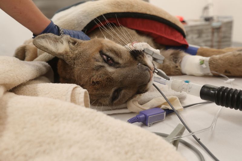 Mountain lion dies in surgery after being shot by police in California