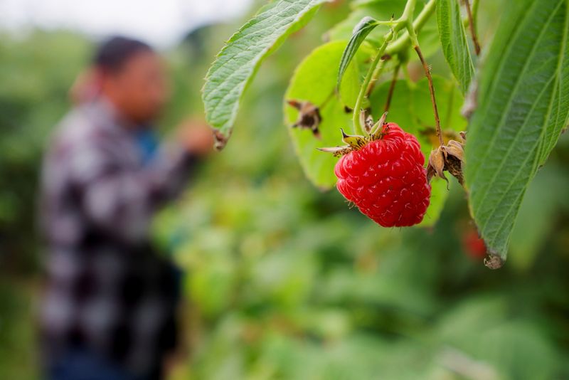 © Reuters. A worker picks raspberries at Masse, a berry farm operation in Saint Paul d'Abbotsford near Granby, Quebec, Canada August 11, 2022. REUTERS/Christinne Muschi