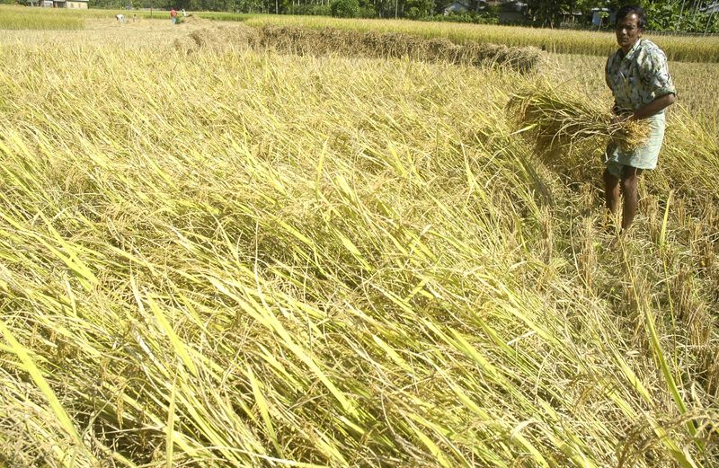 &copy; Reuters. Agricultor colhe arroz em Agartala
17/04/2008
REUTERS/Jayanta Dey   (INDIA)