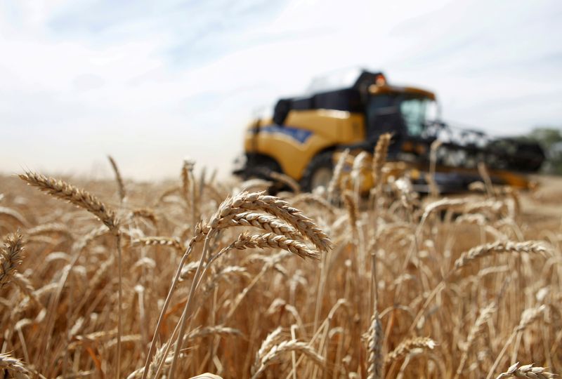 &copy; Reuters. FILE PHOTO: A combine harvests wheat in a field in the settlement of Vinodelnensky in the Stavropol region, Russia June 28, 2016. REUTERS/Eduard Korniyenko