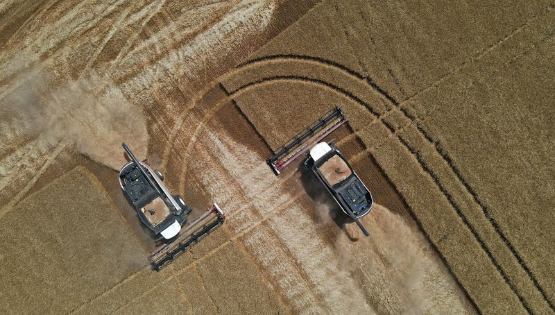 &copy; Reuters. Cosechadoras cosechan trigo en un campo en la región de Rostov