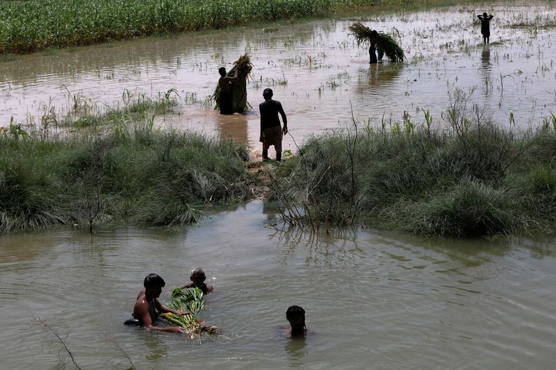 &copy; Reuters. Agricultores trabalham em plantação alagada em Mehar, no Paquistão
29/08/2022
REUTERS/Akhtar Soomro