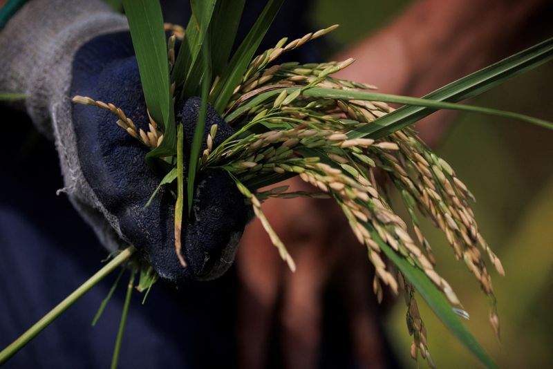 &copy; Reuters. 　８月２９日、中国の唐仁健農業農村相は、秋の穀物生産に懸念を示し、猛暑と干ばつで東部の江蘇省と安徽省のコメ生産に悪影響が出ていると述べた。写真は稲。江西省で２７日撮影（２