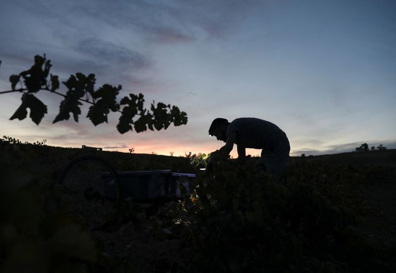 &copy; Reuters. Un recolector de uva trabaja por la noche para aprovechar las temperaturas más frescas en un viñedo propiedad de la Bodega Andrés Morate, ya que el excesivo calor obliga a la vendimia nocturna, en Belmonte del Tajo, España, 27 de agosto de 2022. REUTE