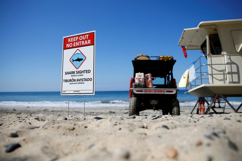 Sharks frequent waters near crowded urban beaches, study finds