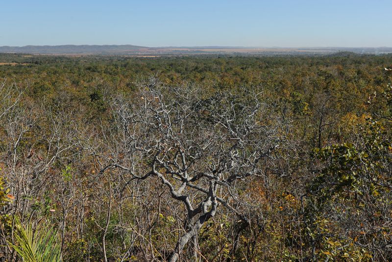 &copy; Reuters. FILE PHOTO: A forest in Cerrado biome is seen in Nova Xavantina, Mato Grosso state, Brazil July 28, 2021. Picture taken July 28.  2021 REUTERS/Amanda Perobelli