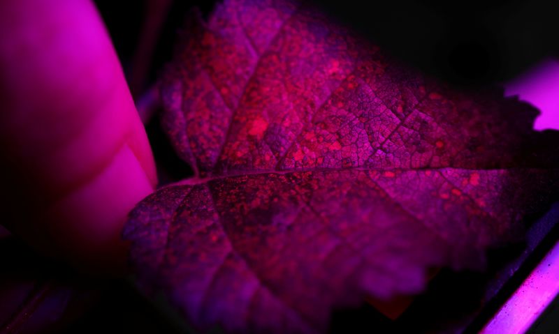 &copy; Reuters. Plant ecophysiologist Felicity Hayes places a damaged leaf of a Silver Birch tree inside a LI-COR analyser at the UK Centre for Ecology and Hydrology research site near Bangor, Britain, July 20, 2022. REUTERS/Phil Noble