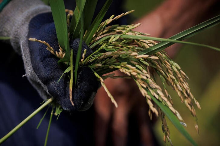 © Reuters. Agricultor colhe arroz perto da cidade de Jiujiang, na China
27/08/2022
REUTERS/Thomas Peter