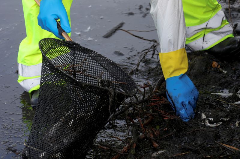 Toxic algae bloom kills off fish around San Francisco Bay