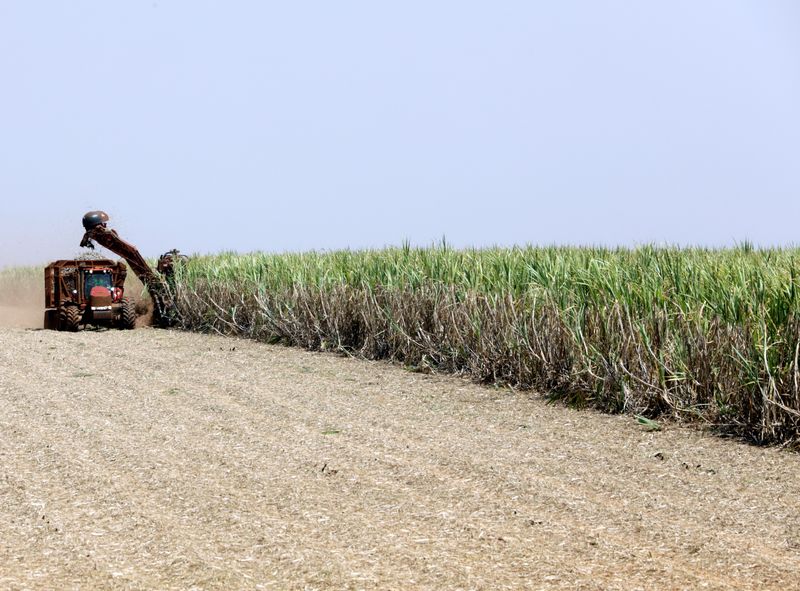 &copy; Reuters. Plantação de cana-de-açúcar, matéria-prima do etanol. Biocombustível pode ser usado na produção de hidrogênio verde. REUTERS/Paulo Whitaker