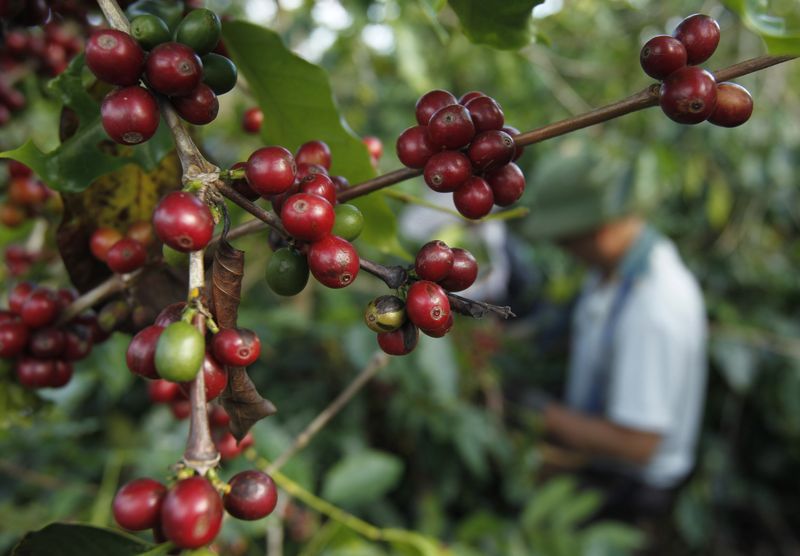 © Reuters. Lavoura de café na província de Son La, Vietnã
01/09/2022
REUTERS/Kham (VIETNAM - Tags: AGRICULTURE BUSINESS COMMODITIES FOOD)