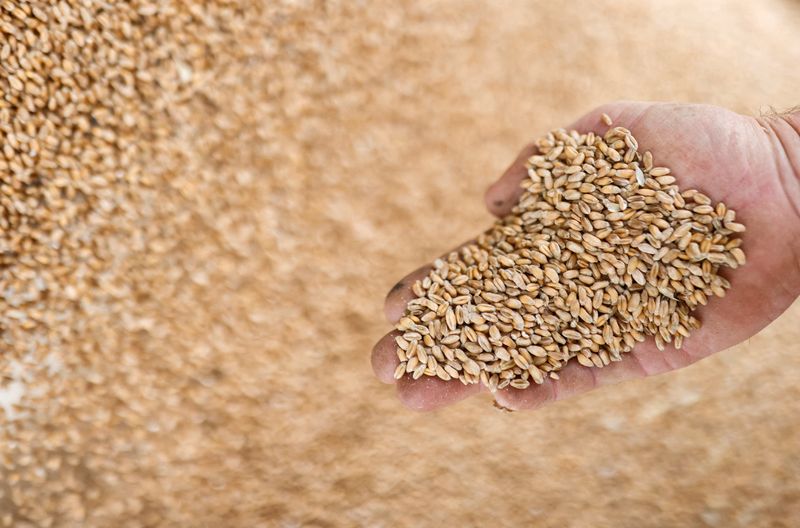 &copy; Reuters. FILE PHOTO: Grains of wheat in Vieillevigne near Nantes, France, August 24, 2021. REUTERS/Stephane Mahe