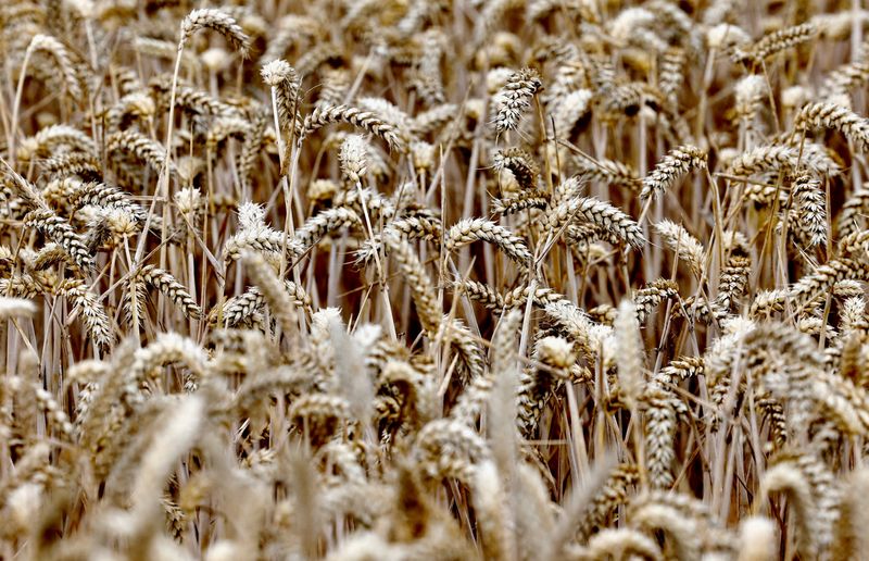 &copy; Reuters. Plantação de trigo. REUTERS/Yves Herman/File Photo