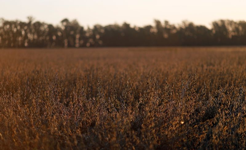 &copy; Reuters. Plantas de soja em um campo em Chivilcoy, nos arredores de Buenos Aires, em 8 de abril de 2020. REUTERS/Agustin Marcarian