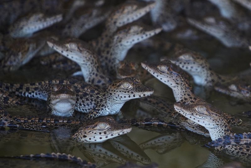 &copy; Reuters. Cocodrilos cubanos (Crocodylus rhombifer) nadan en un criadero en la Ciénaga de Zapata, Cuba, 25 de agosto de 2022. Los cocodrilos cubanos, una especie endémica que sólo se encuentra aquí y en un pantano de la Isla de la Juventud de Cuba, están en pe