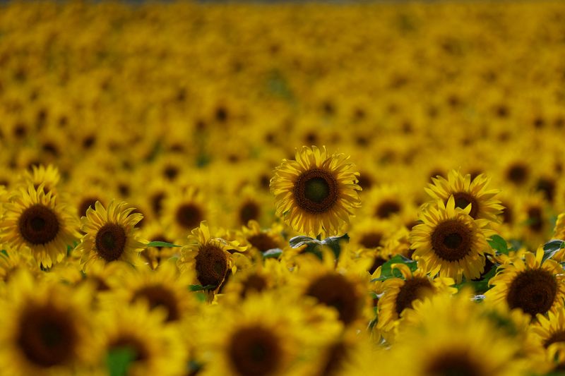&copy; Reuters. FILE PHOTO: Sunflowers are seen in a field in Chernihiv region, while Russia's attack on Ukraine continues, Ukraine August 8, 2022. REUTERS/Valentyn Ogirenko/File Photo