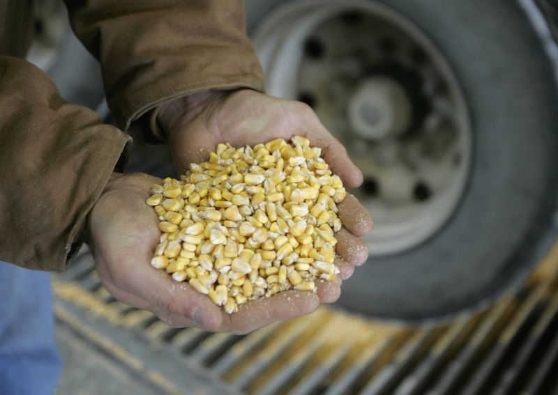 &copy; Reuters. Imagen de archivo de granos de maíz mientras se descarga para su procesamiento en la planta Lincolnway Energy en la ciudad de Nevada, Iowa, Estados Unidos. 6 de diciembre, 2007. REUTERS/Jason Reed/Archivo