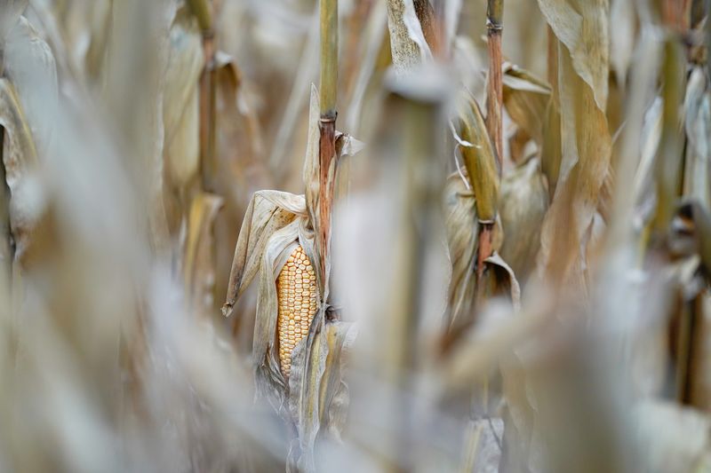 © Reuters. Milho na fazenda Hodgen em Roachdale
6/9/2022
REUTERS/Bryan Woolston