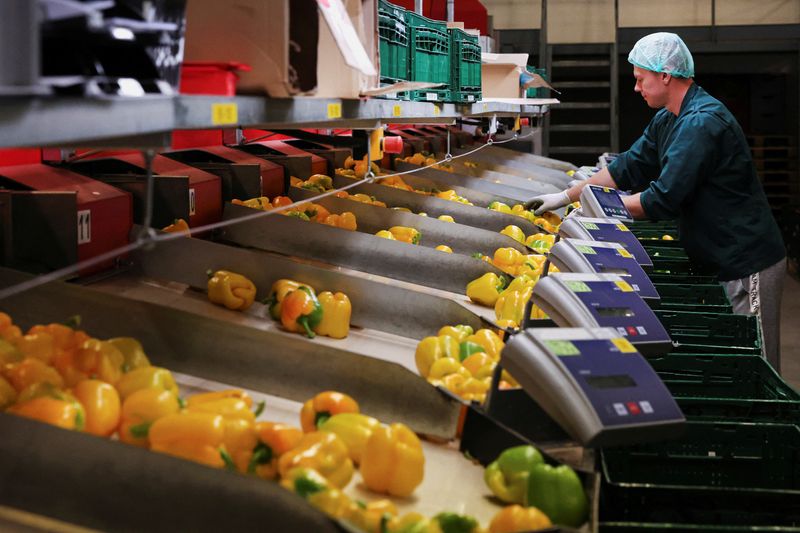 &copy; Reuters. An employee sorts peppers in the packaging area of ​​a greenhouse in Grubbenvorst, Netherlands September 5, 2022. REUTERS/Piroschka van de Wouw