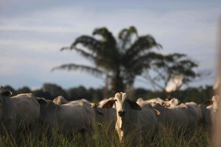 © Reuters. 　インフレが進行し所得が目減りする中で、ブラジルでは牛肉が貴重なものになりつつある。写真は２０２１年８月、ブラジル・パラ州Tailandia で撮影した牛（２０２２年　ロイター／Pilar Olivares）