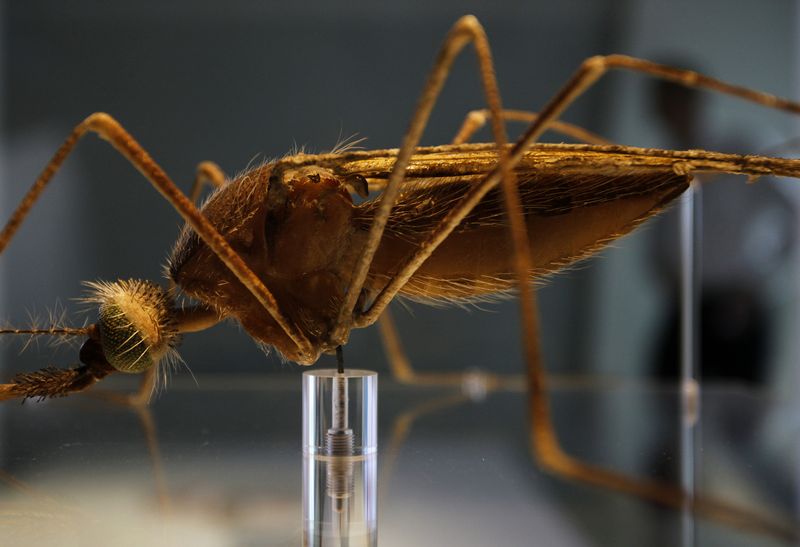 © Reuters. FILE PHOTO: A man walks behind a model of an Anopheles mosquito in the new Darwin Centre at the Natural History Museum, in London September 8, 2009. The new space opens to public on September 15.    REUTERS/Stefan Wermuth 