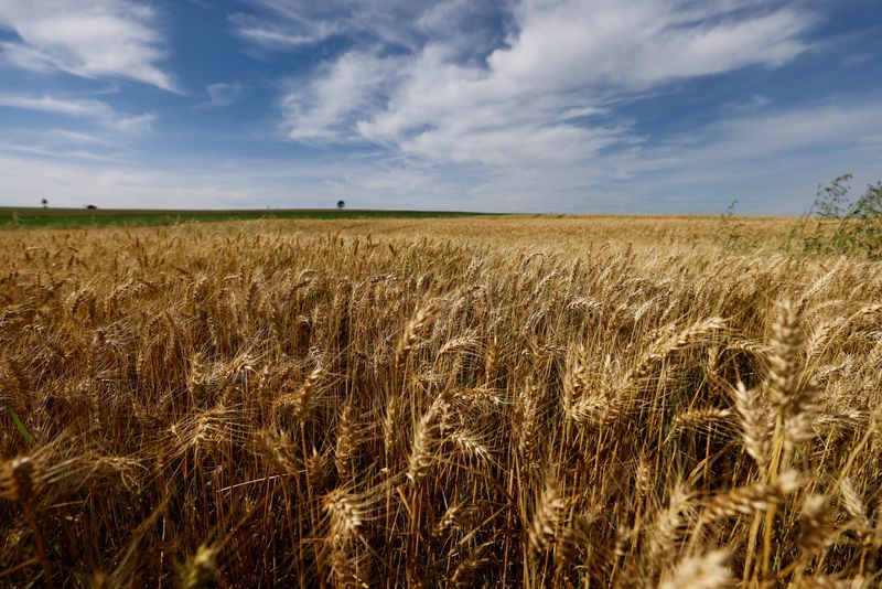 &copy; Reuters. Plantação de trigo no Brasil. REUTERS/Rodolfo Buhrer