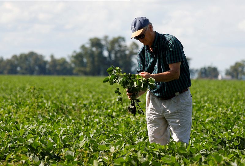 &copy; Reuters. FILE PHOTO: Agronomist Dario Sabini inspects soy plants in a farm in 25 de Mayo, in the outskirts of Buenos Aires, Argentina January 24, 2022.  REUTERS/Agustin Marcarian